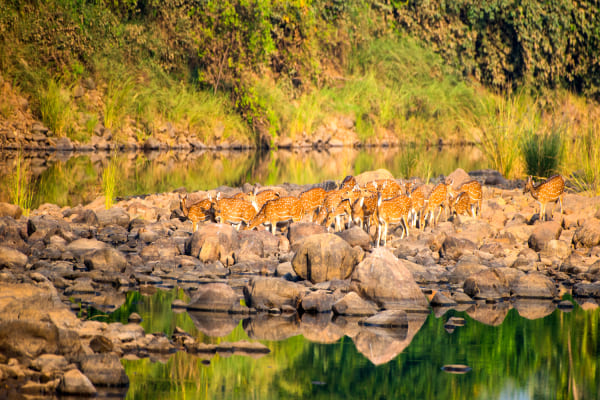Day 04: Ranthambore 